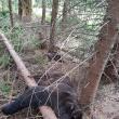 Ursi morţi. Foto: Garda Forestiera Suceava