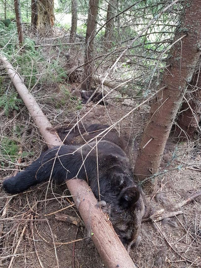 Ursi morţi. Foto: Garda Forestiera Suceava