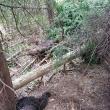 Moarte suspectă a unei ursoaice și a doi dintre puii săi, pe un fond cinegetic din zona Dorna