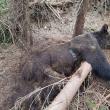 Moarte suspectă a unei ursoaice și a doi dintre puii săi, pe un fond cinegetic din zona Dorna