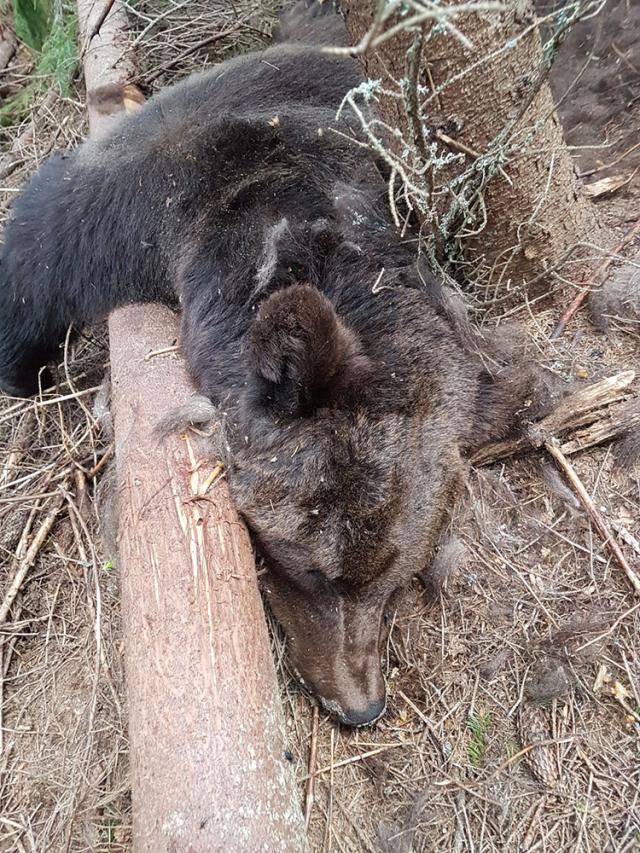 Moarte suspectă a unei ursoaice și a doi dintre puii săi, pe un fond cinegetic din zona Dorna