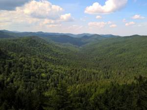 Acţiunile vor fi înaintate de Direcţia Silvică Suceava şi au ca obiect anularea titlurilor de proprietate prin care parohiile din judeţul Suceava au primit câte 30 de hectare de pădure
