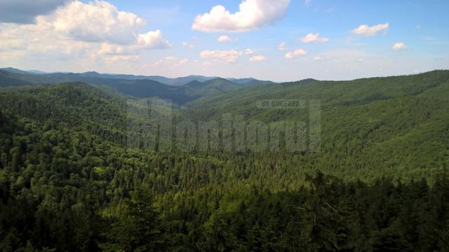 Acţiunile vor fi înaintate de Direcţia Silvică Suceava şi au ca obiect anularea titlurilor de proprietate prin care parohiile din judeţul Suceava au primit câte 30 de hectare de pădure