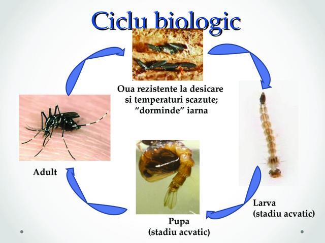 Ciclul biologic al tantarului tigru asiatic, sursa Sursa Societatea Română de Microbiologie
