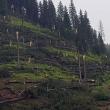 Furtuna a prăvălit la pământ mulţi arbori de molid din apropierea comunei Pojorâta