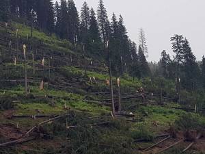 Furtuna a prăvălit la pământ mulţi arbori de molid din apropierea comunei Pojorâta