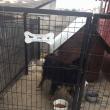 Câine cu capul blocat într-un gard de beton, salvat de pompieri