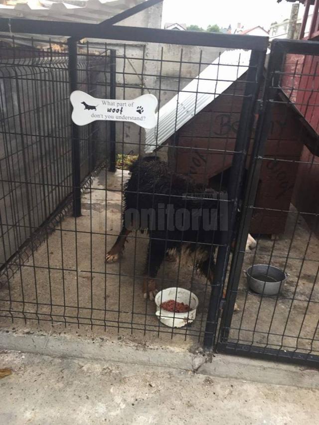Câine cu capul blocat într-un gard de beton, salvat de pompieri