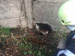 Câinele rămăsese blocat în placa din beton a unui gard