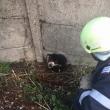 Câine cu capul prins într-o placă de beton, salvat de pompieri