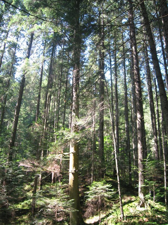 În codrii Seculari de la Slătioara, trunchiurile arborilor se ridică la înălţimi de peste 60 de metri