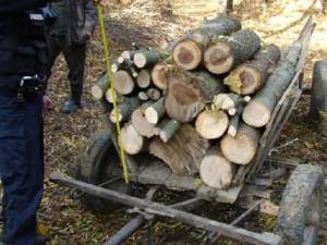 Trei tineri au fost prinşi de pădurar în timp ce furau lemn din pădure