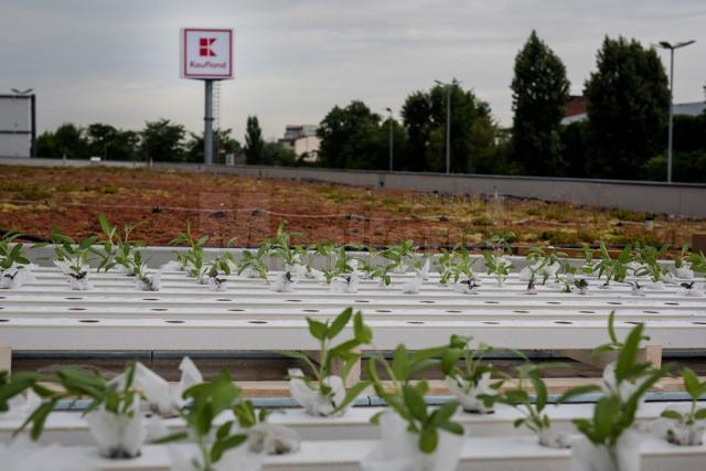 Kaufland îşi transformă acoperişurile, parcările şi exteriorul magazinelor în grădini urbane