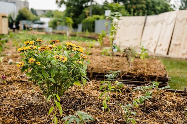 Kaufland îşi transformă acoperişurile, parcările şi exteriorul magazinelor în grădini urbane