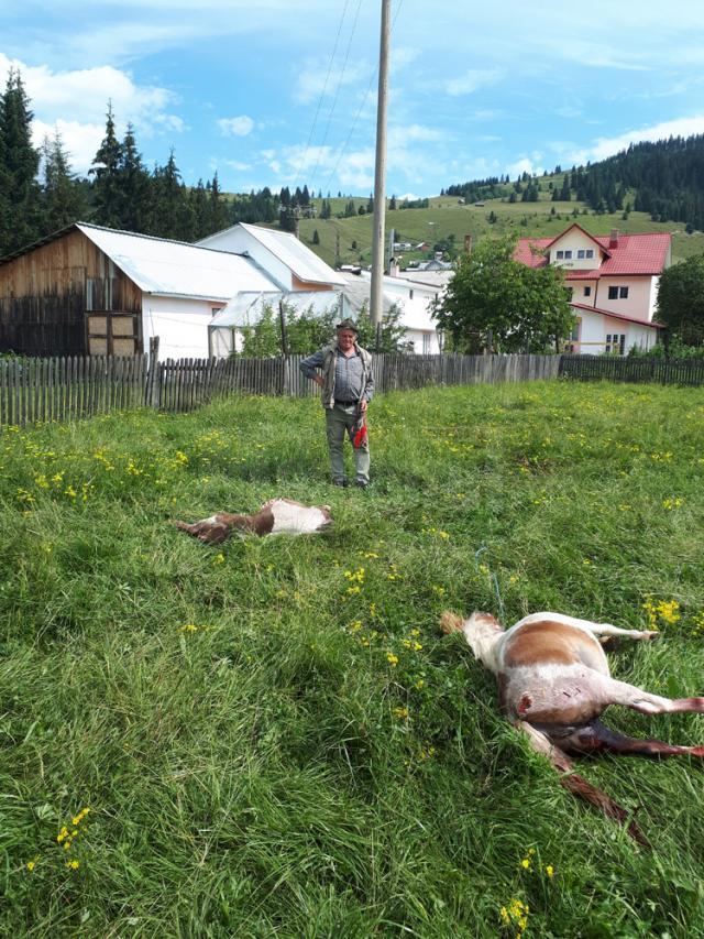 Doi ponei sfâşiaţi în curtea unui dornean