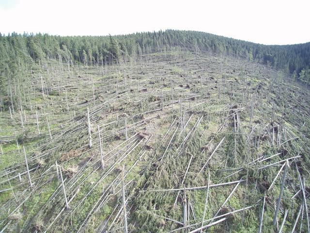 Cele mai mari pagube produse de fenomenele meteo extreme au fost în pădurile Sucevei