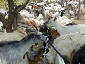 Consilierii s-au certat pe caprele de la Călinești