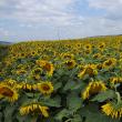 Circa 3.000 de hectare cu floarea-soarelui au fost cultivate doar in acest an în judeţul Suceava