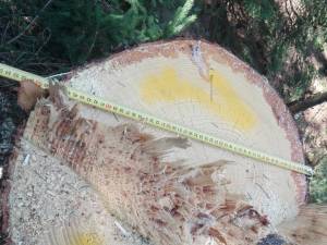 23 de arbori de molid au fost taiati ilegal, la Vama