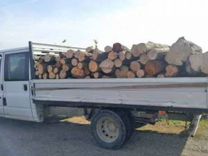 Un bărbat a fost amendat cu 5.000 de lei pentru un transport ilegal de lemn