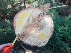 23 de arbori de molid au fost tăiaţi ilegal la Vama