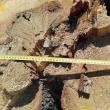 Filieră de lemn exploatat ilegal, descoperită la Vama, de Garda Forestieră Suceava