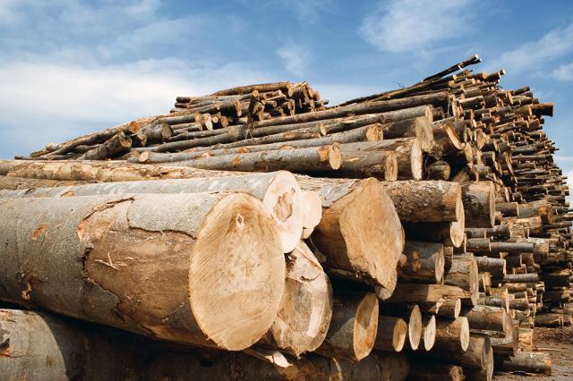 Amenzi usturătoare pentru transporturi ilegale de material lemnos