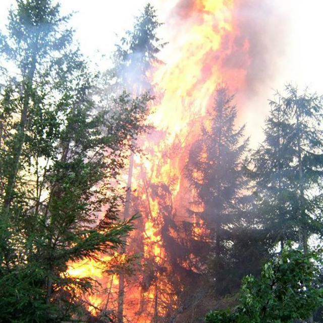 Incendiile de păduri, în creştere în prima jumătate a anului