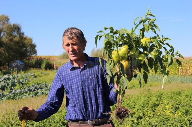 Vasile Mătrășoaia le explică invitaților efectele biostimulatorilor asupra rădăcinilor plantelor