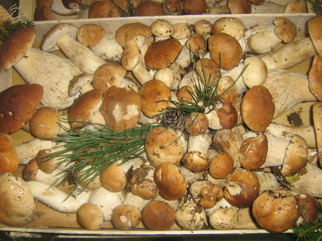 300 de kilograme de ciuperci confiscate în urma unei acţiuni a poliţiei