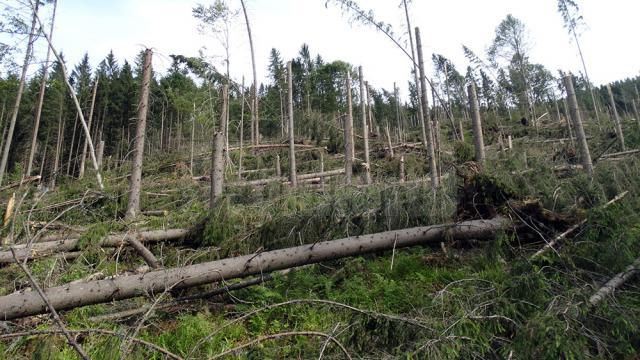 Cele mai mari pagube produse de fenomenele meteo extreme au fost în pădurile Sucevei