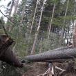 Păduri puse la pământ de fenomenele meteo extreme