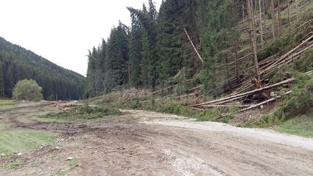 Păduri puse la pământ de fenomenele meteo extreme