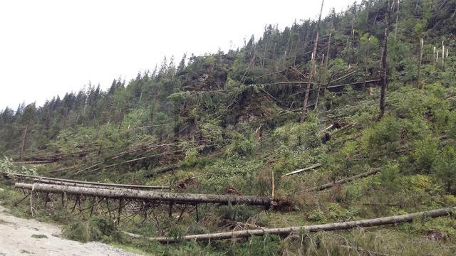 Păduri puse la pământ de fenomenele meteo extreme