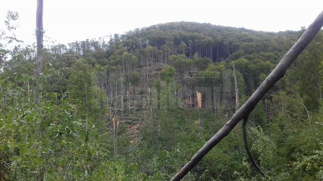 Păduri puse la pământ de fenomenele meteo extreme