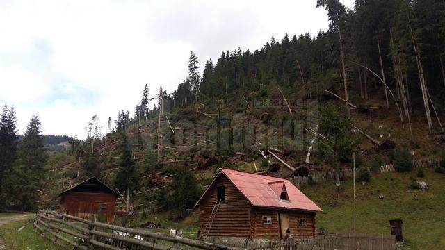 Păduri puse la pământ de fenomenele meteo extreme