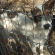 Peste 12 tone de hrană şi produse de îngrijire, donate din Germania pentru adăpostul de câini al Sucevei