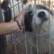 Peste 12 tone de hrană şi produse de îngrijire, donate din Germania pentru adăpostul de câini al Sucevei