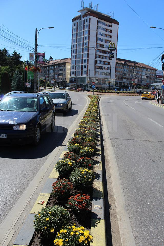 Crizantemele care înfrumuseţau zona centrală a Sucevei, săptămâna trecută