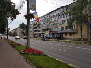 Perdea de platani pe lateralele bulevardului principal al municipiului Suceava