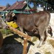 Rasele de bovine Bălţata Româneasca şi Bruna, cele mai apreciate de crescători