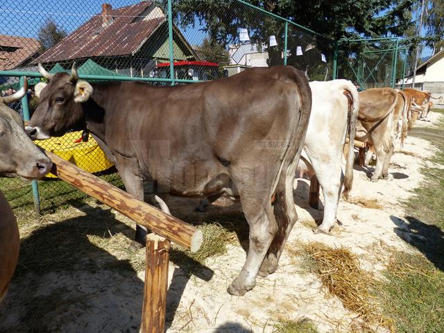 Rasele de bovine Bălţata Româneasca şi Bruna, cele mai apreciate de crescători