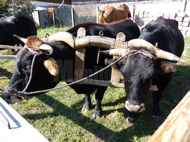 „Târgul Lăptarilor” şi „Drumul Lemnului” au atras mii de vizitatori, ieri, la Câmpulung Moldovenesc