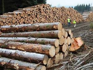 Material lemnos confiscat în urma interceptării unor transporturi ilegale