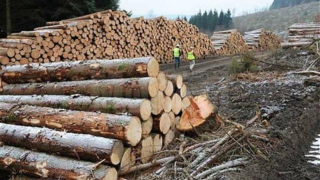 Peste 500 de metri cubi de lemn confiscaţi şi amenzi de 70.000 de lei, în timpul unei acţiuni a poliţiei