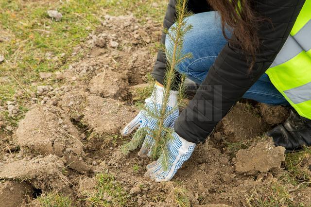 Startul proiectului „Pădurea de mâine”, dat prin plantarea a 21.000 de puieţi de arbori