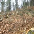 Nereguli constatate în modul de exploatare al masei lemnoase, la Sucevița