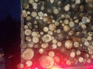 Transporturi ilegale de masă lemnoasă, depistate de Garda Forestieră Suceava