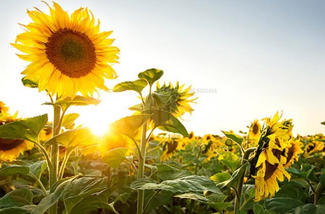 Sezonul agricol s-a încheiat în acest an cu producţii record în judeţul Suceava