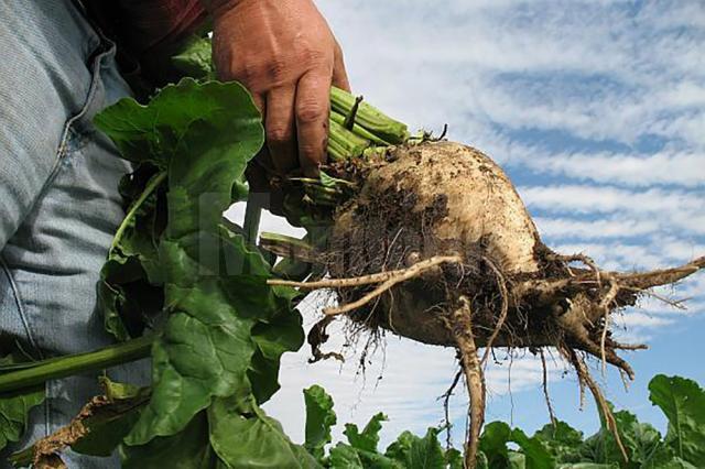 Sezonul agricol s-a încheiat în acest an cu producţii record în judeţul Suceava